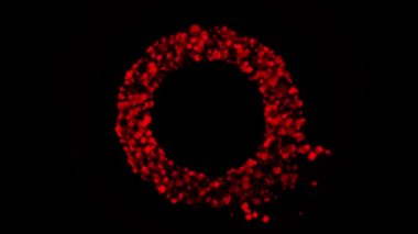 Siyah zemin üzerinde yan taraflara uçan birçok renkli kırmızı parçacık çemberi. Animasyon. Küçük piramitler ve küplerden oluşan soyut bir halka..