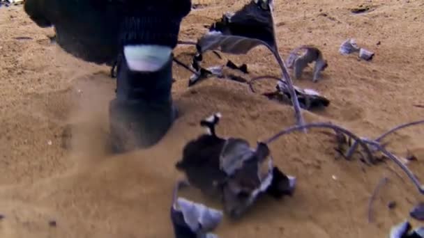 Close up of woman feet in black boots walking on sand with dry leaves. Stock footage. Female wearing leather black boots walking on sandy coast. — Stock Video