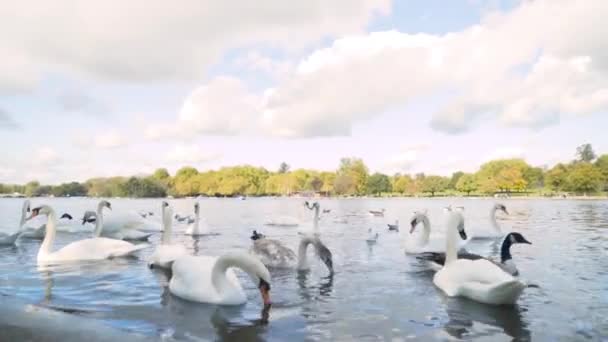 白天鹅在城市运河里游泳.行动。夏天,一群美丽的天鹅在公园的背景下在城市运河里游泳.白天鹅游得非常靠近河岸 — 图库视频影像