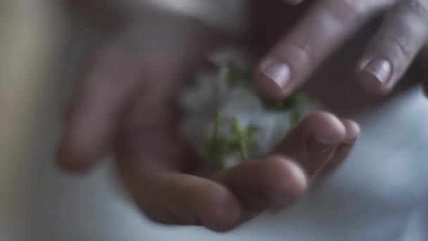 Närbild av kvinnliga händer som håller och vidrör ömma blomknoppar på suddig bakgrund av vit klänning. Fotografering. Våren blomma blommor i kvinnliga händer. — Stockvideo