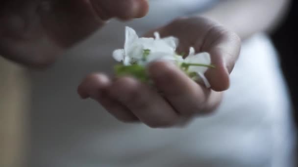 Närbild av kvinnliga händer som håller och vidrör ömma blomknoppar på suddig bakgrund av vit klänning. Fotografering. Våren blomma blommor i kvinnliga händer. — Stockvideo