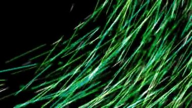 Siyah arka planda renkli çizgilerin güzel kıvrımlı akışı. Animasyon. Kısık renkli çizgilerin yumuşak akışı bükülür ve hareketle düzleşir