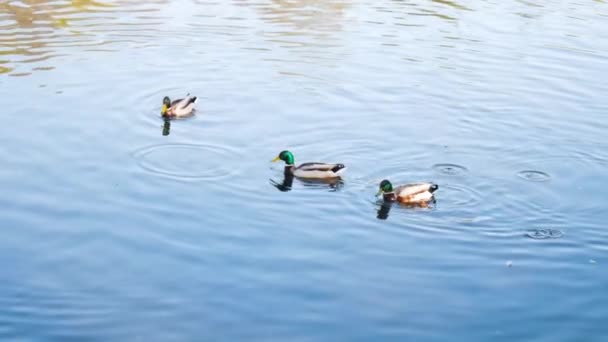 Belos patos nadam no lago e comem no dia ensolarado. Conceito. Green Duck ou Mallard nada na lagoa da cidade no verão. Alimentando patos selvagens na lagoa da cidade — Vídeo de Stock