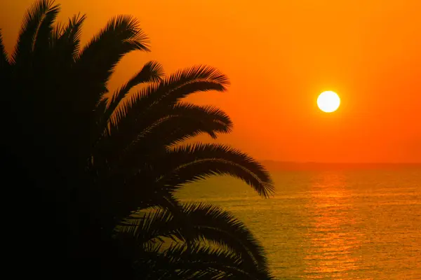 Sonnenaufgang und Palme — Stockfoto