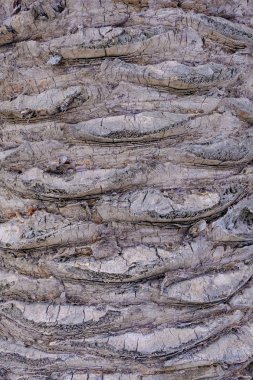 Büyük palm gövde, ağaç doku arka plan