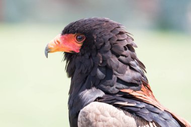 Strix uralensis hayvan