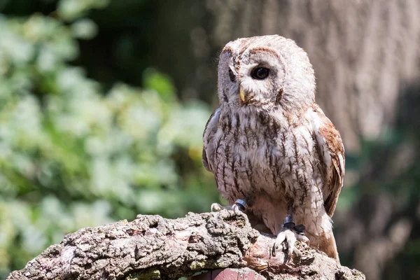 Strix uralensis тварин — стокове фото