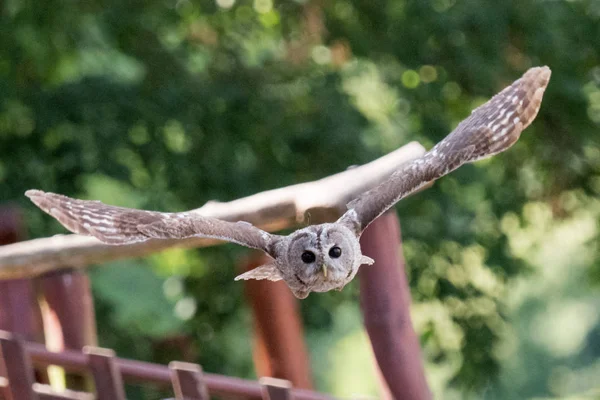 Strix uralensis — стоковое фото