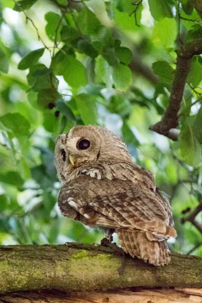 Strix uralensis тварин — стокове фото