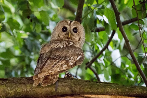 Strix uralensis тварин — стокове фото