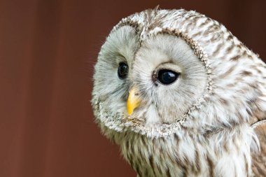 İri gözlü kartal baykuş