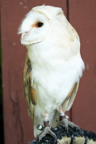 Búho águila con ojos grandes — Foto de Stock