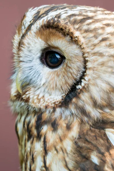 Búho águila con ojos grandes — Foto de Stock