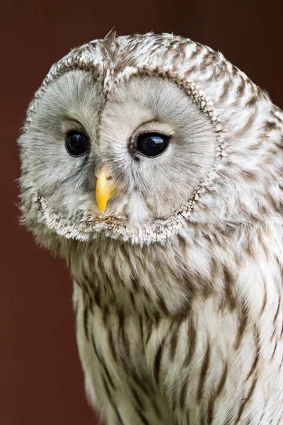 Eagle Owl with big eyes