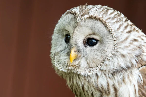 İri gözlü kartal baykuş