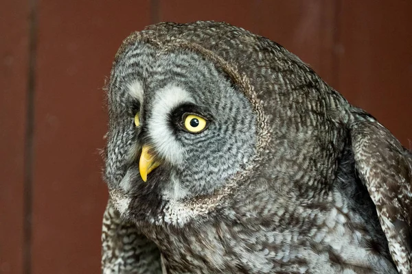 Oehoe met grote ogen — Stockfoto