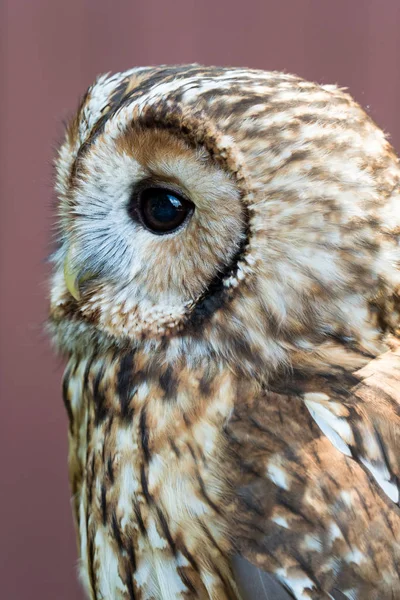 Búho águila con ojos grandes — Foto de Stock