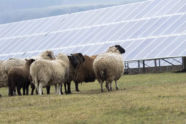 Solar Panel and Sheep