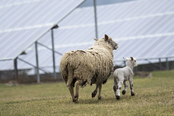 Solar Panel and Sheep