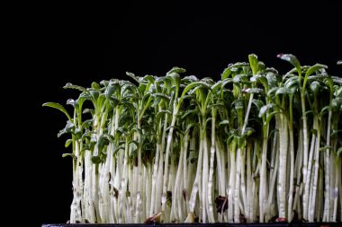 Tere eski ahşap masa mutfak