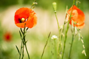 Poppies, çayır, çimen ve haşhaş gökyüzüne karşı