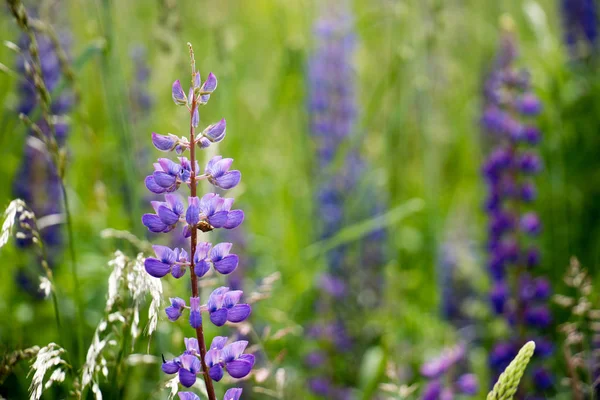 Lupin, prairie, herbe et lupins contre le ciel , — Photo