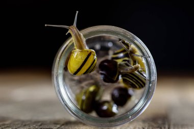 Büyük ve küçük renkli salyangoz bir cam kavanoza. Ahşap masa.