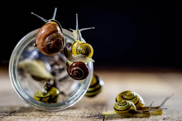 Barevné šneky velké i malé sklenice. Dřevěný stůl. — Stock fotografie