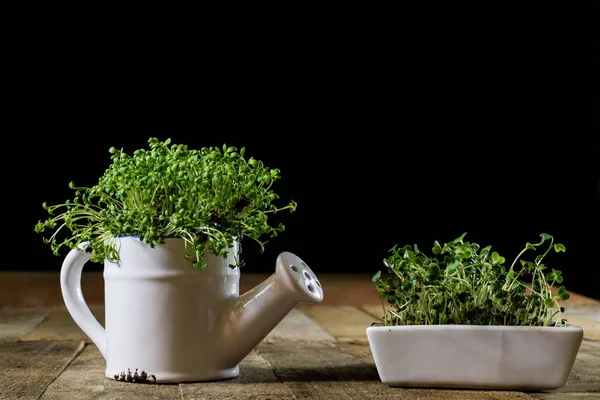 Fresh sprouts Cress. Black ground. Wooden table. Flowerpot in th — Stock Photo, Image