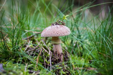 Ormanda güzel Zehirli mantar. Gr mantar