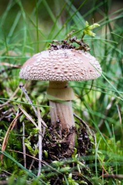 Ormanda güzel Zehirli mantar. Gr mantar