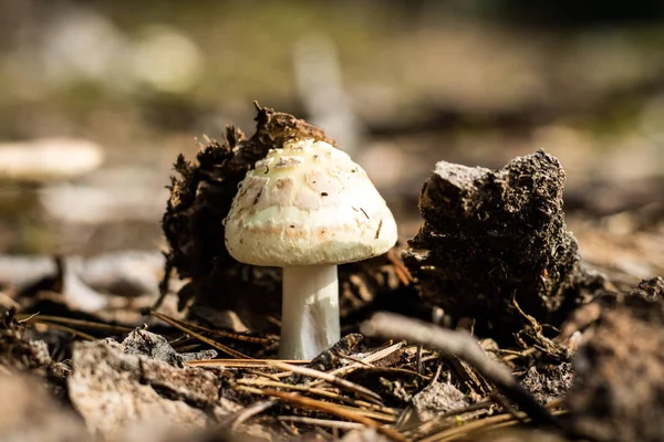 Krásné jedovaté houby v lese. Houby v mř — Stock fotografie