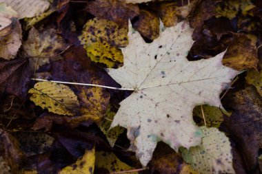 Sonbahar yaprakları bir parkta yolda yalan. Sonbahar le ile orman
