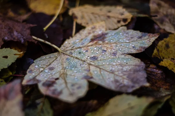 Herfstbladeren liggend op de weg in een park. Bos met herfst le — Stockfoto