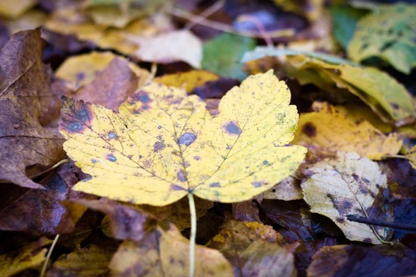 Осенние листья лежат на дороге в парке. Лес с осенью — стоковое фото