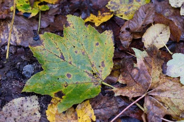 Jesienne liście, leżącego na drodze w parku. Las z le jesień — Zdjęcie stockowe