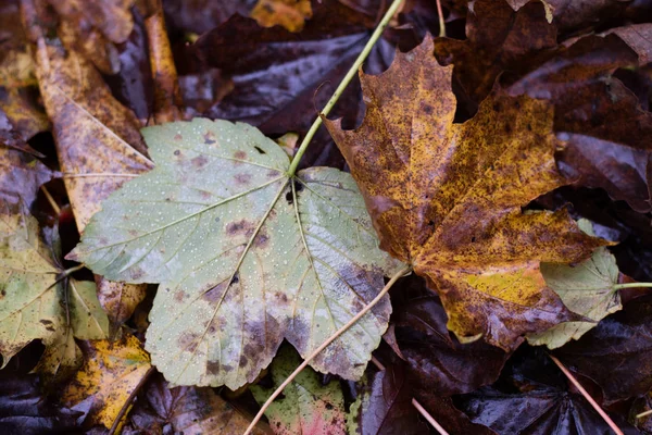 Hojas de otoño tiradas en la carretera en un parque. Bosque con otoño le —  Fotos de Stock