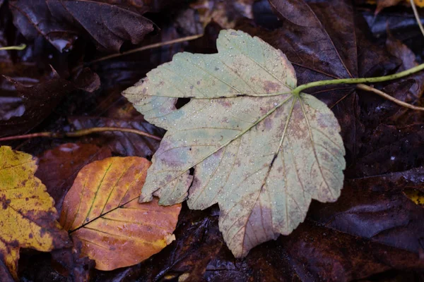 L'autunno lascia sdraiato sulla strada in un parco. Foresta con autunno le — Foto Stock