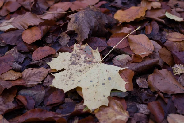 Hojas de otoño tiradas en la carretera en un parque. Bosque con otoño le —  Fotos de Stock