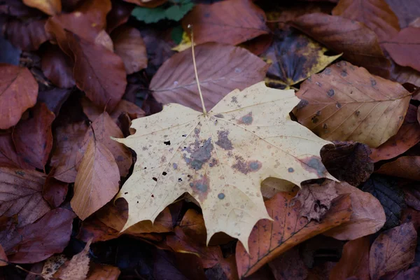 Herfstbladeren liggend op de weg in een park. Bos met herfst le — Stockfoto