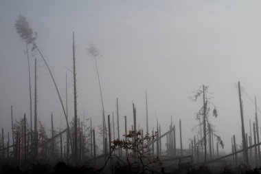 Kırık ağaç sırasında fırtına konulsun. Sabah sis bir br üzerinde bir sis