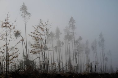 Kırık ağaç sırasında fırtına konulsun. Sabah sis bir br üzerinde bir sis