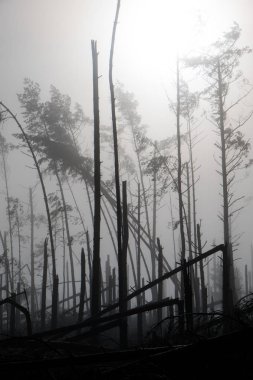 Kırık ağaç sırasında fırtına konulsun. Sabah sis bir br üzerinde bir sis