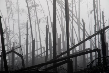 Kırık ağaç sırasında fırtına konulsun. Sabah sis bir br üzerinde bir sis