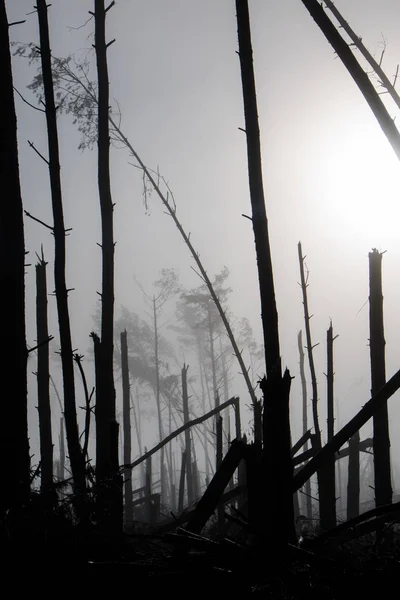 Broken tree during storm gales. A mist of morning mist over a br