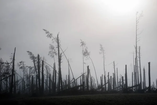 Broken tree during storm gales. A mist of morning mist over a br