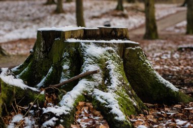 Eski ağaç gövdesi bir şehir parkı. Bir kış atmosferde eski ağaç. 