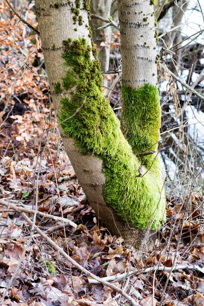 De la mousse sur des troncs d'arbres. Forêt et arbres couverts de mousse . — Photo