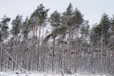 Kış orman manzarası. Bir kış elbise içinde ormanda bir yol. 