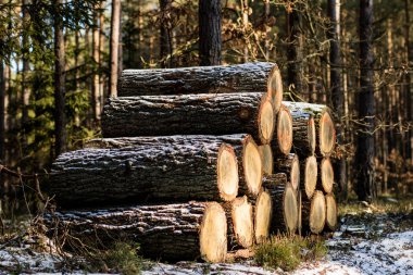 Orman yolu tarafından düzenlenmiş bir odun yığını. Yığılmış ahşap wa